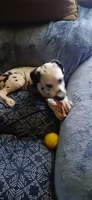 ROSEMARY, a female Dalmatian for sale in Faison, NC – 1 of 5