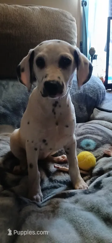 Susie Q – Dalmatian puppy for sale in Faison, NC