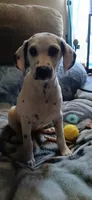 Susie Q, a female Dalmatian for sale in Faison, NC – 1 of 2