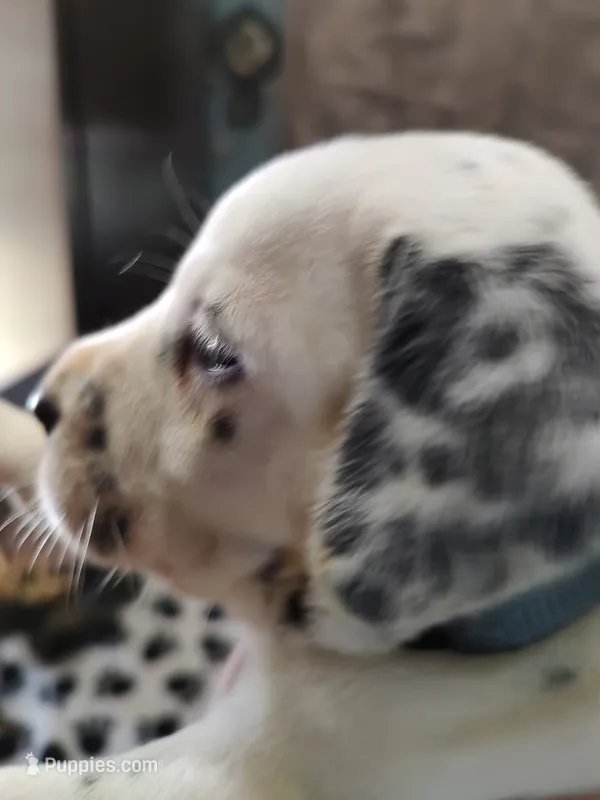 STAR – Dalmatian puppy for sale in Faison, NC