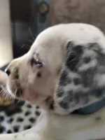 STAR, a female Dalmatian for sale in Faison, NC – 1 of 5