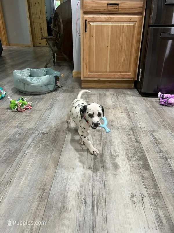 Bandit  – Dalmatian puppy for sale in Faison, NC