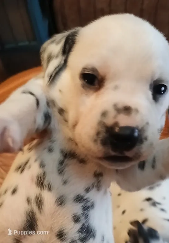  dream Weaver  – Dalmatian puppy for sale in Faison, NC