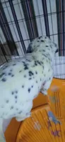 Little River, a male Dalmatian for sale in Faison, NC – 2 of 4