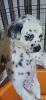 Little River, a male Dalmatian for sale in Faison, NC – 3 of 4