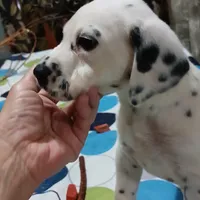 Bristol, a male Dalmatian for sale in Faison, NC – Photo 5 of 7