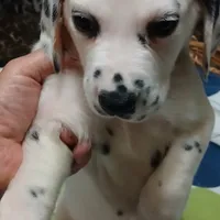 Bristol, a male Dalmatian for sale in Faison, NC – Photo 4 of 7