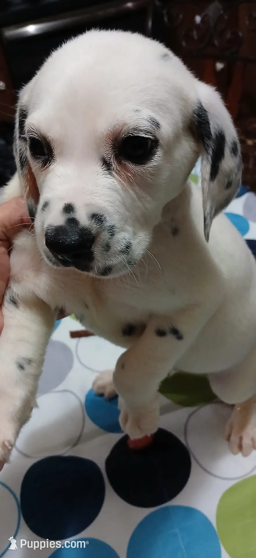 processed/8e34a95c-2a5e-4521-a5dd-b8e261c49a15/listing/82a9d485-6243-458e-a35d-7e2da5253cd5/dbabfbf7-d6d8-4eec-a3df-cf1ed62ae5a7