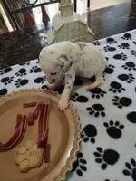 Darlin , a female Dalmatian for sale in Faison, NC – 1 of 4