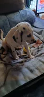 Susie Q, a female Dalmatian for sale in Faison, NC – 2 of 2