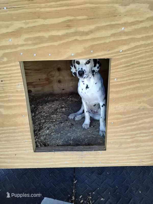  Chandler – Dalmatian puppy for sale in Faison, NC