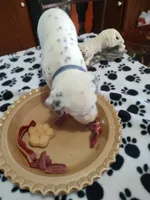 Candida , a female Dalmatian for sale in Faison, NC – 6 of 6