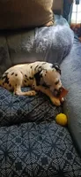 ROSEMARY, a female Dalmatian for sale in Faison, NC – 3 of 5