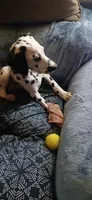 ROSEMARY, a female Dalmatian for sale in Faison, NC – 2 of 5