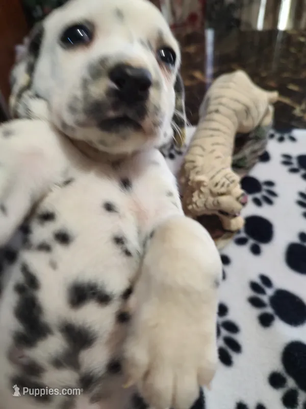 Sassy – Dalmatian puppy for sale in Faison, NC