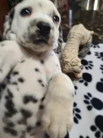 Sassy, a female Dalmatian for sale in Faison, NC – 1 of 5