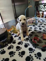 Sassy, a female Dalmatian for sale in Faison, NC – 3 of 5