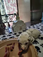 Darlin , a female Dalmatian for sale in Faison, NC – 2 of 4