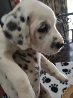 Candida , a female Dalmatian for sale in Faison, NC – 2 of 6