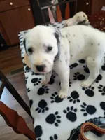 STAR, a female Dalmatian for sale in Faison, NC – 2 of 5