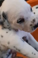  dream Weaver , a female Dalmatian for sale in Faison, NC – 3 of 3