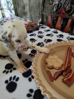 Darlin , a female Dalmatian for sale in Faison, NC – 3 of 4