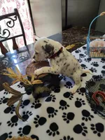 Sassy, a female Dalmatian for sale in Faison, NC – 4 of 5