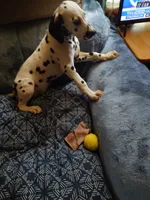 ROSEMARY, a female Dalmatian for sale in Faison, NC – 4 of 5