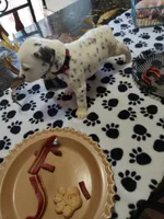 Sassy, a female Dalmatian for sale in Faison, NC – 2 of 5