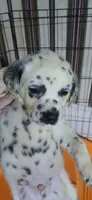 Little River, a male Dalmatian for sale in Faison, NC – 4 of 4