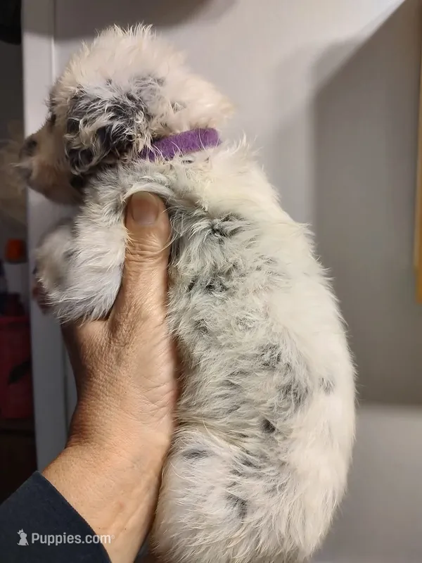 Candace long hair – Dalmatian puppy for sale in Faison, NC
