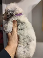 Candace long hair, a female Dalmatian for sale in Faison, NC – 1 of 3