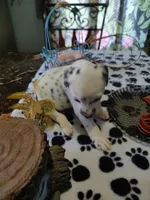 Sassy, a female Dalmatian for sale in Faison, NC – 5 of 5