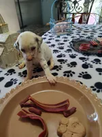 Darlin , a female Dalmatian for sale in Faison, NC – 4 of 4