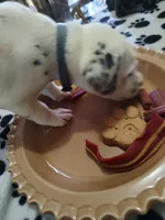 Candida , a female Dalmatian for sale in Faison, NC – 3 of 6