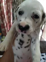 Candida , a female Dalmatian for sale in Faison, NC – 4 of 6