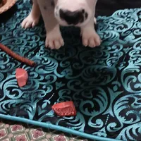 Granger, a male Dalmatian for sale in Faison, NC – Photo 3 of 4