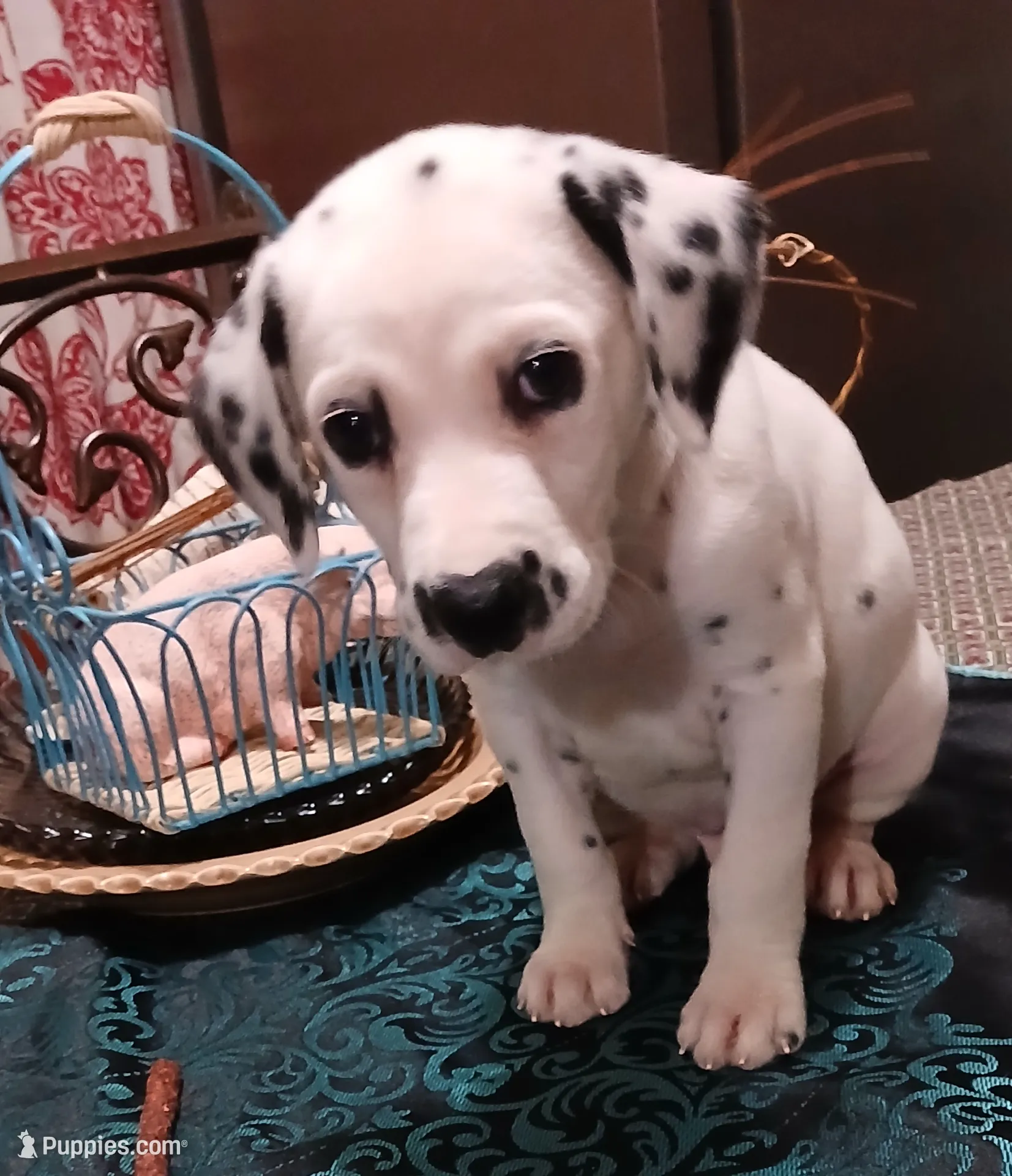 processed/8e34a95c-2a5e-4521-a5dd-b8e261c49a15/listing/f4510f2a-892d-4a78-b764-aee128be0db0/609d286a-cdb2-453d-a0c5-b2098746109f