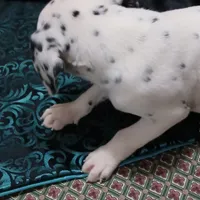 Granger, a male Dalmatian for sale in Faison, NC – Photo 2 of 4