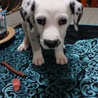 Granger, a male Dalmatian for sale in Faison, NC – Photo 1 of 4