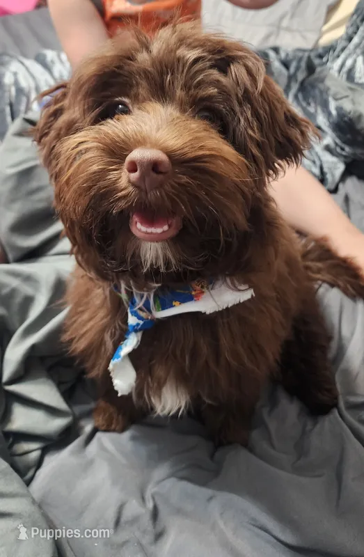 Coco Bean – Yorkshire Terrier, Poodle - Toy  puppy for sale in Appleton, WI