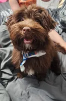 Coco Bean, a male Yorkshire Terrier and Poodle - Toy  for sale in Appleton, WI – 1 of 2