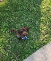 Coco Bean, a male Yorkshire Terrier and Poodle - Toy  for sale in Appleton, WI – 2 of 2