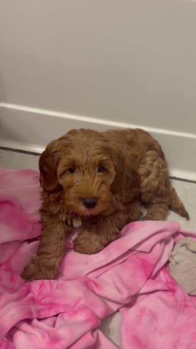 Calli , a female Goldendoodle for sale in Naperville, IL – 2 of 2