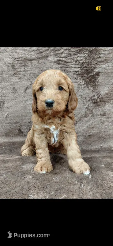 Calli  – Goldendoodle puppy for sale in Naperville, IL