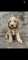 Calli , a female Goldendoodle for sale in Naperville, IL – 1 of 2