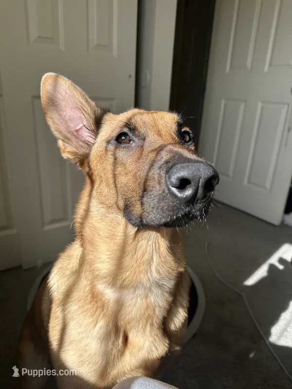 Athena  – Belgian Malinois, German Shepherd Dog puppy for sale in Azusa, CA
