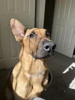 Athena , a female Belgian Malinois and German Shepherd Dog for sale in Azusa, CA – 1 of 4