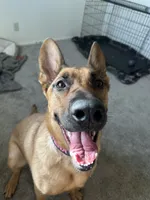 Athena , a female Belgian Malinois and German Shepherd Dog for sale in Azusa, CA – 3 of 4