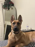 Athena , a female Belgian Malinois and German Shepherd Dog for sale in Azusa, CA – 4 of 4